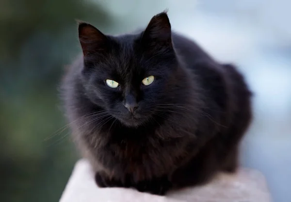 Gatto a caccia. Un gatto nero che ti guarda. — Foto Stock