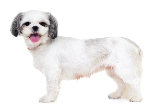 Seré tu mascota perfecta. Estudio de un adorable cachorro lhasa apso aislado en blanco. — Foto de Stock
