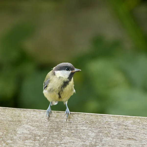 The Great Tit - Parus major. The Eurasian blue tit is a small passerine bird in the tit family Paridae. The bird is easily recognisable by its blue and yellow plumage.. — 스톡 사진