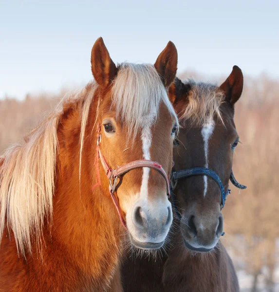 Side by side. Two beautiful horses standing close together. — Stock Photo, Image