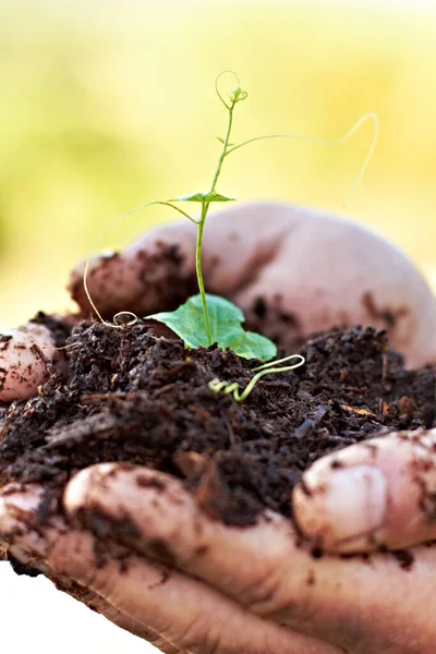 Ontluikende planten. Gehakt schot van handen die een kiemplant in de bodem houden. — Stockfoto