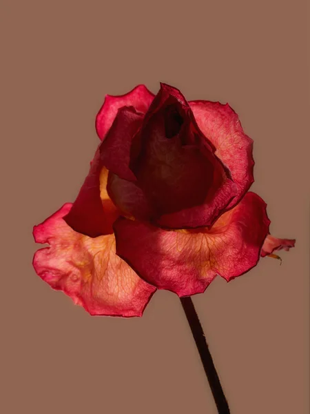 Růže. Fotka krásné růže.. — Stock fotografie