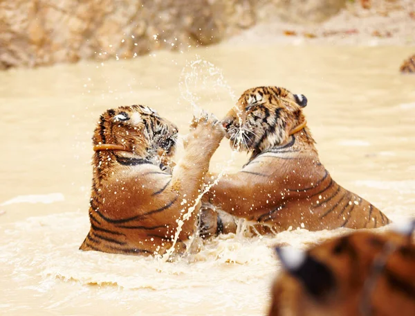 Dois tigres Indochinese lutando brincando na água. Brincalhão tigres Indochinese lutando na água. — Fotografia de Stock
