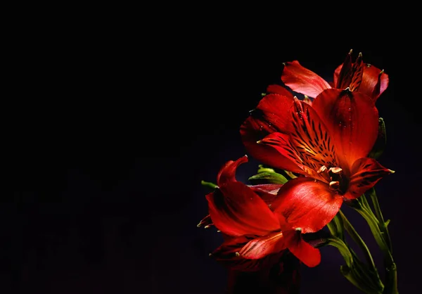 Auffallende florale Schönheit. Studioaufnahme von roten Lilien auf schwarzem Hintergrund. — Stockfoto