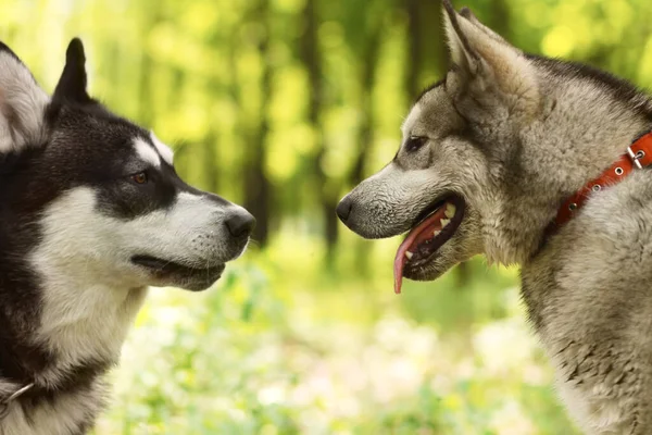 Ένα καλά κοινωνικοποιημένο σκυλί είναι ένα χαρούμενο σκυλί. Δύο huskies γνωρίζονται μεταξύ τους, ενώ στο πάρκο - Ζωή των ζώων. — Φωτογραφία Αρχείου