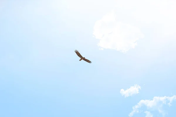 Spread your wings and fly. Low angle shot of an eagle soaring high above the plains of Africa. — Stock Photo, Image