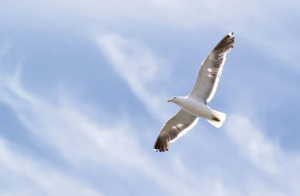 Seagull. A photo of a seagull. — Stock Photo, Image