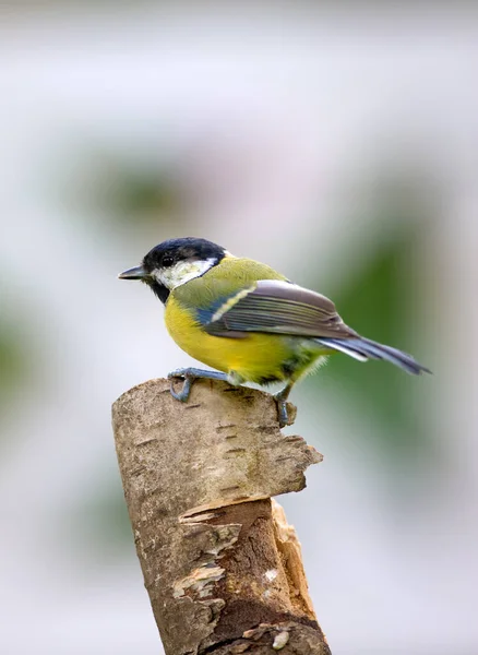 The great tit. Shot of a single bird outdoors. — ストック写真