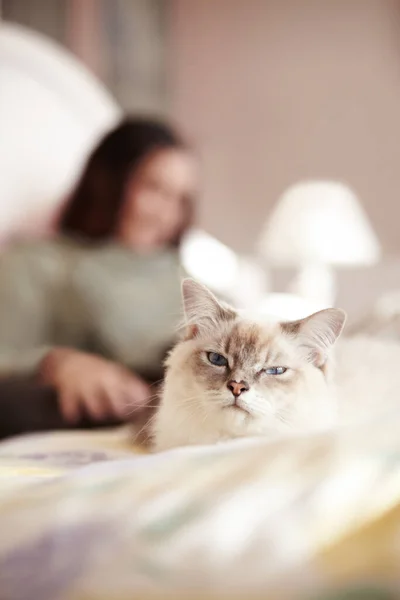 Почему она в моей постели. Крупный план пушистого котенка и его хозяина лежащих в постели. — стоковое фото