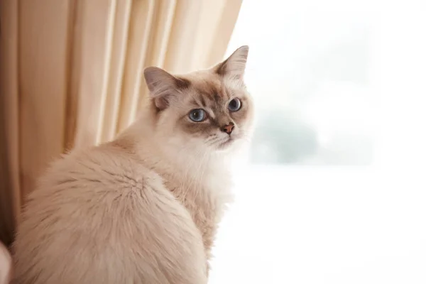 Esperando a que vuelvas a casa... Retrato de un adorable gato siamés sentado en una ventana. —  Fotos de Stock