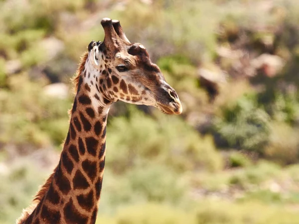 Être grand a ses avantages. Plan recadré d'une girafe dans son habitat naturel. — Photo