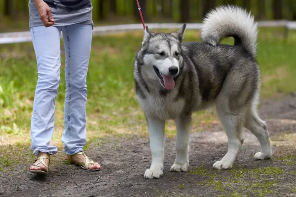 Admirer les senteurs enivrantes de la nature. Un husky robuste pour une promenade dans le parc en laisse. — Photo