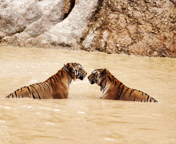 Dois belos tigres Indochineses. Dois tigres Indochineses na água com coleiras ao redor do pescoço. — Fotografia de Stock