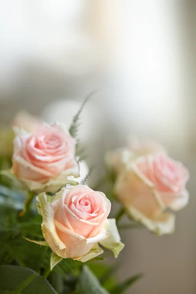 Rosas rosadas. Una hermosa rosa roja y rosa en un jarrón. — Foto de Stock