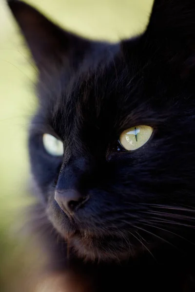 Purrfetto. Vista ritagliata di un gatto nero che guarda altrove. — Foto Stock