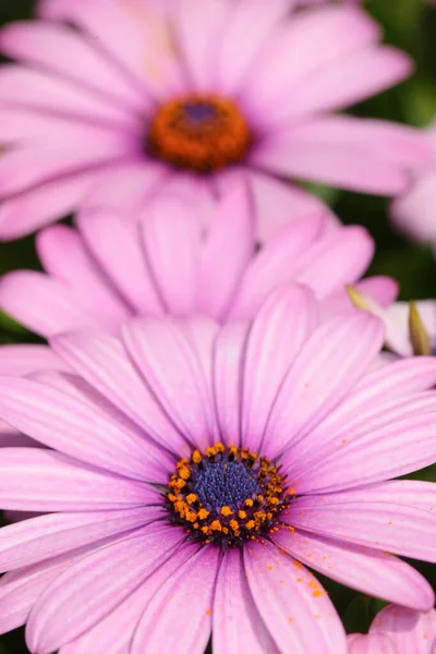 Velmi ostrá a detailní fotografie z detailu Přírodní fialové květy. Velmi ostrá a detailní fotografie s květinami přírodní fialové detailní. — Stock fotografie