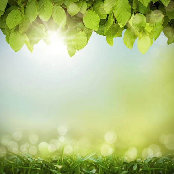Uma sebe coberta de folhas verdes. Imagem composta de folhas na primavera. — Fotografia de Stock