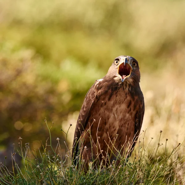 Calling out in the wild. A majestic bird of prey in its natural habitat. — Stock Photo, Image