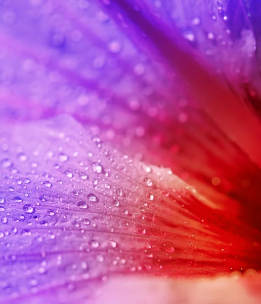 A beleza impressionante da natureza. Closeup tiro de uma flor roxa e vermelha coberta de orvalho. — Fotografia de Stock