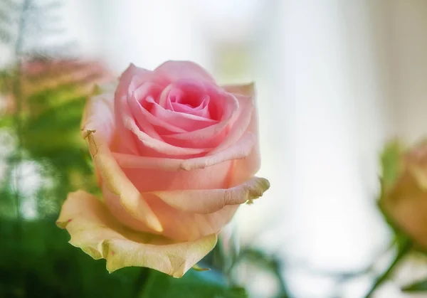 Růžové růže. Krásné červené a růžové růže ve váze. — Stock fotografie