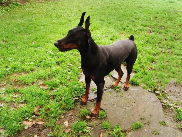 Reinrassiger Dobermann. Ein fokussierter Hund steht mit aufgespitzten Ohren in Alarmbereitschaft. — Stockfoto