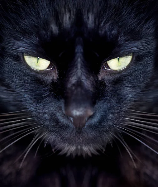 Ti sto fissando intensamente. Vista ritagliata di un gatto nero che ti guarda. — Foto Stock