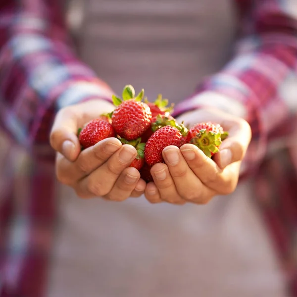 Naturjuwelen. Schnappschuss einer Frau, die eine Handvoll frischer Erdbeeren in der Hand hält. — Stockfoto