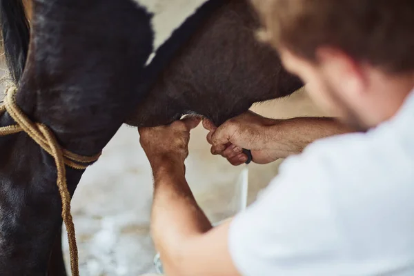 Vous ne trouverez ici que le lait le plus frais. Vue arrière d'un agriculteur masculin méconnaissable trayant une vache à l'intérieur d'une grange. — Photo