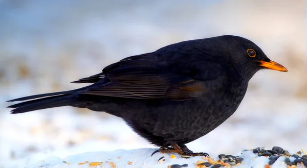 Pájaro negro en la nieve. Blackbird macho en invierno y sol. —  Fotos de Stock