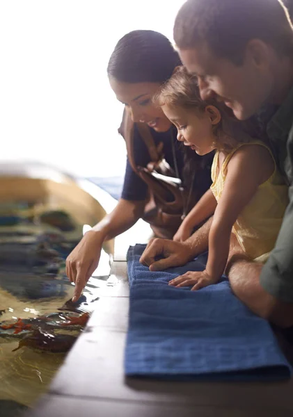 Leren over verschillende zeedieren. Gekropte opname van een gezin op een uitstapje naar het aquarium. — Stockfoto