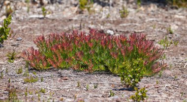Fynbos of Western Cape. Fynbos in Table Mountain National Park, Cape of Good Hope, South Africa. clipart