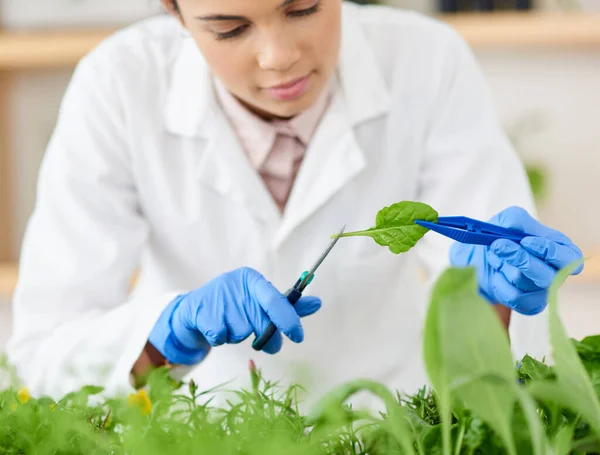 검사하기 전에 잘라야 할 것같아. 한 젊은 과학자 가 실험실에서 식물 샘플을 가지고 일하는 모습을 찍은 사진. — 스톡 사진