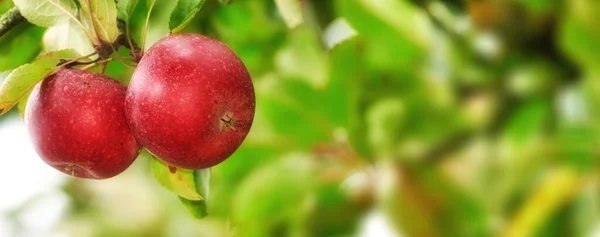 Maçãs vermelhas no jardim. Uma foto de maçãs saborosas e belas. — Fotografia de Stock