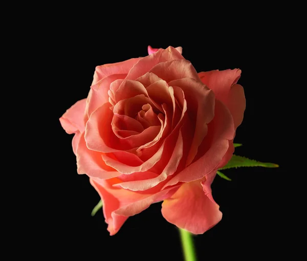 Růže. Krásná červená růže pupen na černém pozadí. — Stock fotografie