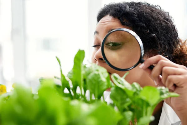 Discover the diversity of plants. Cropped shot of a female scientist looking at a plant through a magnifying glass. — Stock Photo, Image