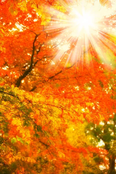 Природа восени. Фото сходу сонця в осінньому лісі.. — стокове фото