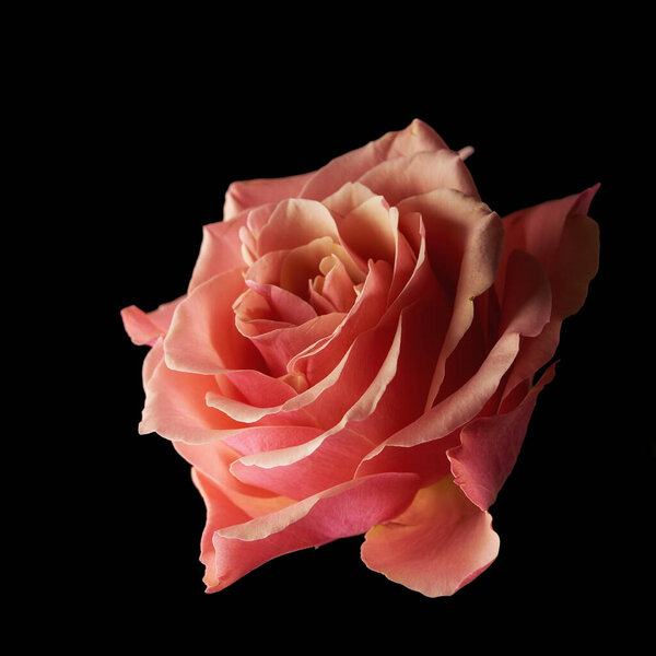 Studio shot of a roses.