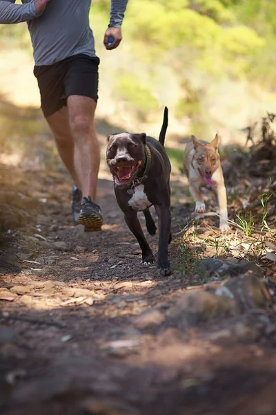 森の中だ。森の中で飼い主と一緒に走っている犬のショット. — ストック写真