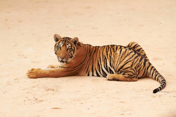 Tigre olhando preguiçosamente para a câmera. Tigre descansando olha preguiçosamente para a câmera. — Fotografia de Stock