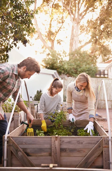 Familia orgánica. Tiro de una jardinería familiar juntos en su patio trasero. — Foto de Stock