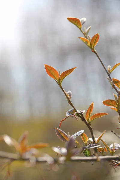 Springtime leaves. Plants in springtime - close-up. — Stock Photo, Image