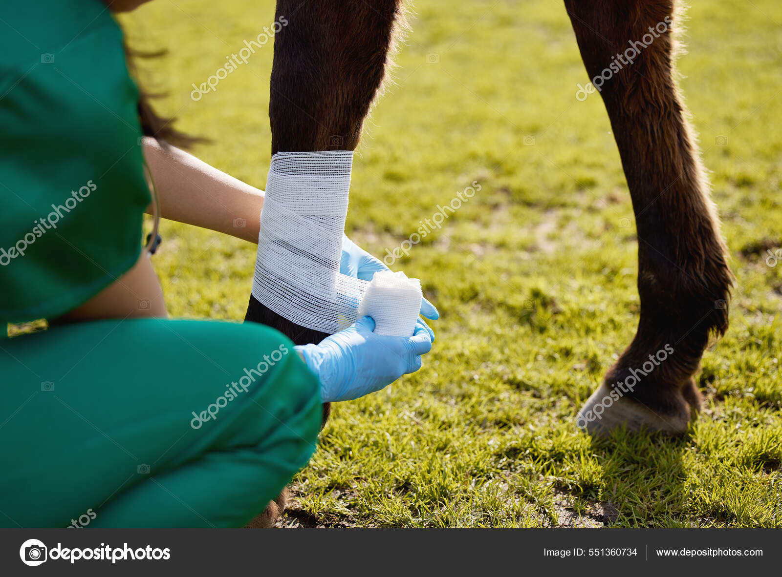 Helping animals was a photo of her soul. Shot of a unrecognizable  veterinarian putting a bandage on a horse on a farm. Stock Photo by  ©PeopleImages.com 551360734