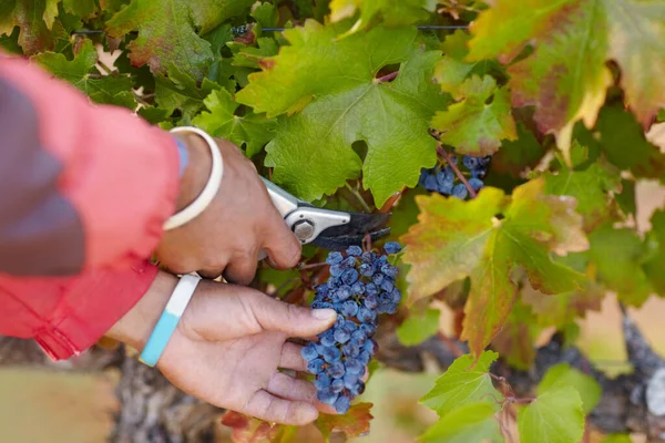 Estas uvas son bonitas y maduras. Tiro de un mans cosechando uvas. — Foto de Stock