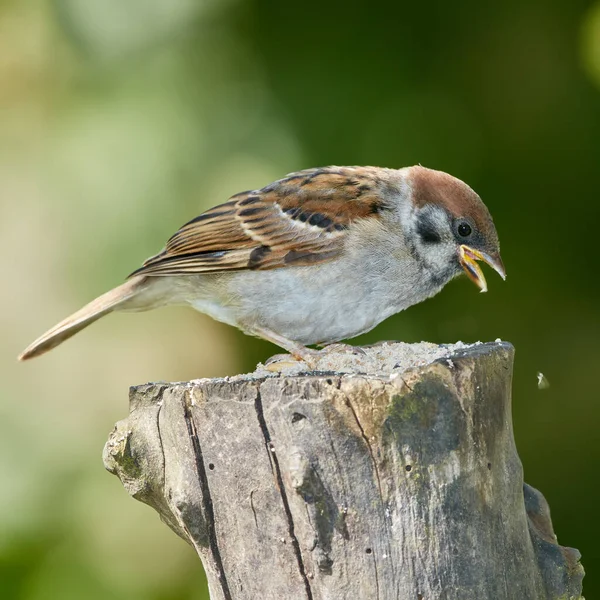 Sparrow. Sparrows é uma família de aves passeridae. Eles também são conhecidos como verdadeiros pardais, ou pardais do Velho Mundo, nomes também usados para um gênero particular da família, Passer.. — Fotografia de Stock