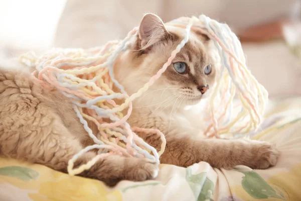 Так много пряжи, так мало времени. Очаровательный крупный план сиамской кошки, покрытой пряжей, лежащей на кровати. — стоковое фото