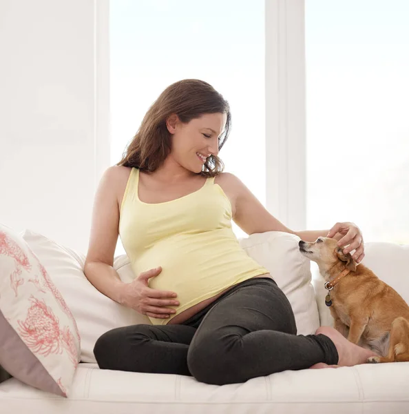 Are you ready to meet your best friend. Shot of a young pregnant woman sitting on her sofa with her dog next to her. — Stock Photo, Image