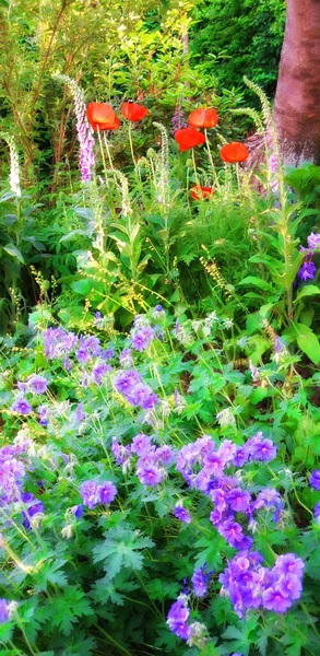 A természet bővelkedik. Egy kép a kertről nyáron.. — Stock Fotó