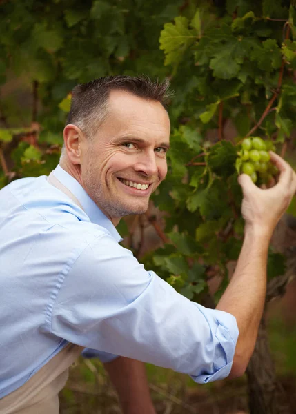 Aquí es de donde viene el sabor. Retrato de un viticultor maduro comprobando sus uvas blancas. —  Fotos de Stock
