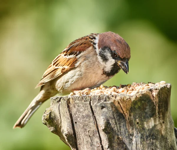 Sparrows are a family of small passerine birds, Passeridae. They are also known as true sparrows, or Old World sparrows, names also used for a particular genus of the family, Passer — Stock Photo, Image