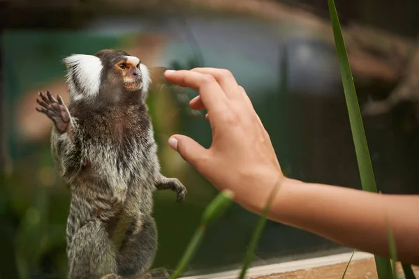 Een nieuwe harige vriend. Een vrouw reikt uit naar een schattige aap. — Stockfoto